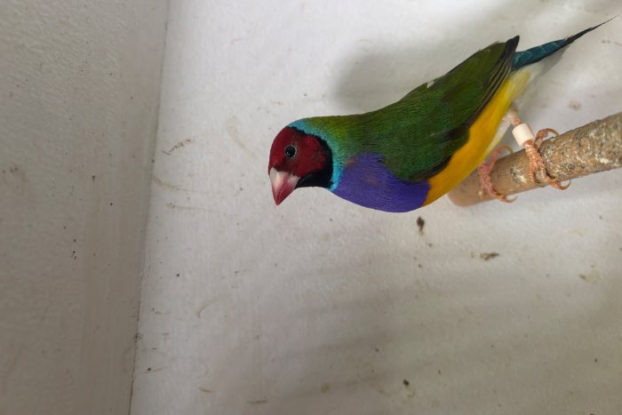 gould amadine split man