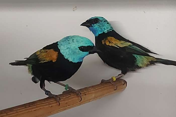 koppel azuurkoptangara's