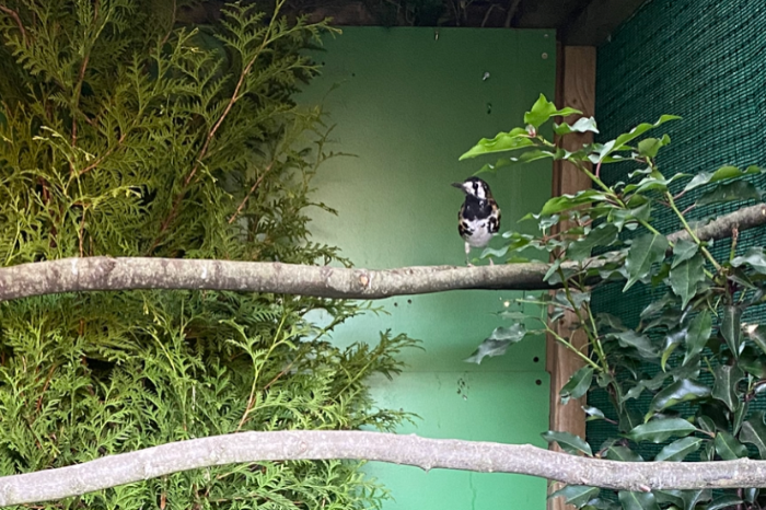 kastanjeruglijster pop 2025