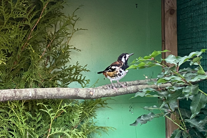 kastanjeruglijster pop 2025