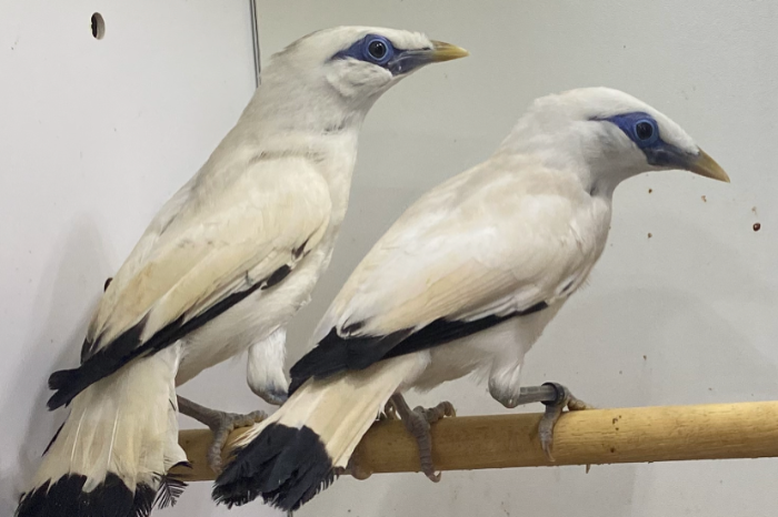 balispreeuw pop 2025