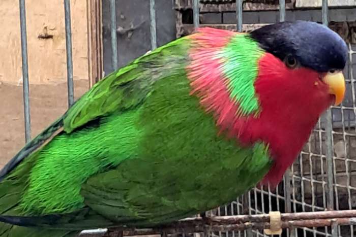 1-0 phigys solitarius 2019