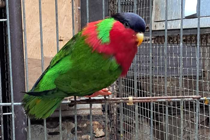 1-0 phigys solitarius 2019