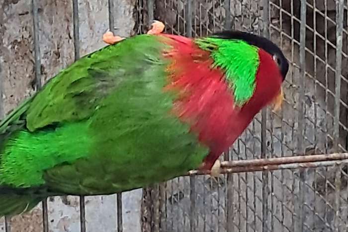 1-0 phigys solitarius 2019