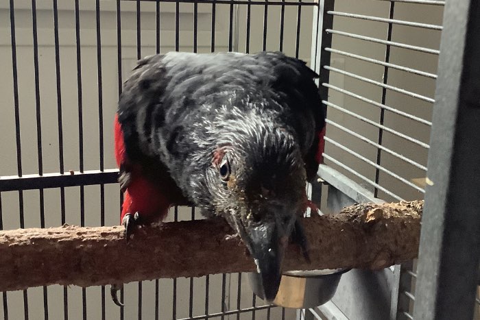 pesquet parrot, psittrichas fulgidus