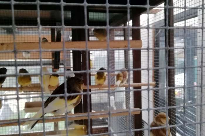 mooie functionele volière te koop