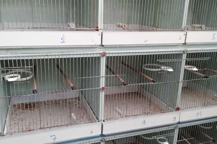 16 kweekkooien + voliere enz...aan mooie prijs