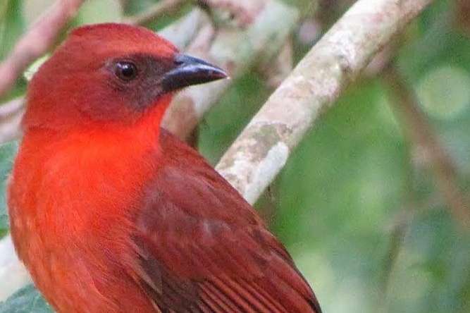 1.1 habia fuscicauda