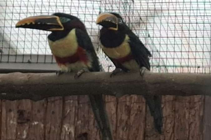 koppel bruinoor arassari's