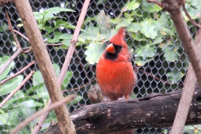 te koop  rode kardinaal man