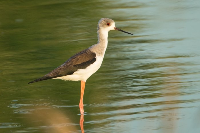 1-1 jufferkraanvogels 2025