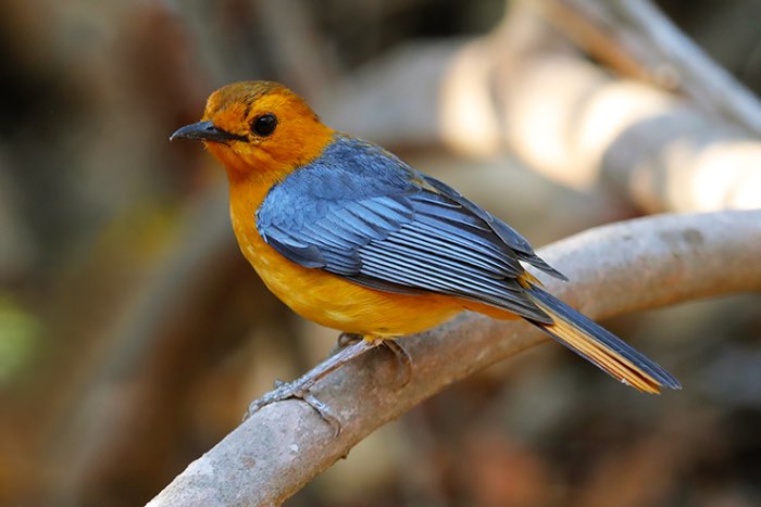 pop natal tapuit geringd 2023