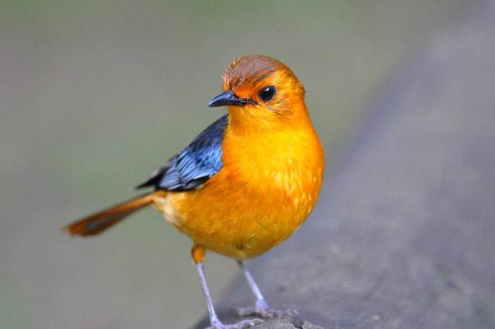 pop natal tapuit geringd 2023