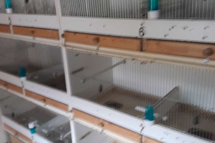 kweekkooien voor agaponiden