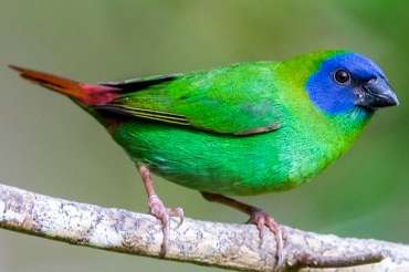 pop driekleurpapegaai amandine  wildkleur 2024