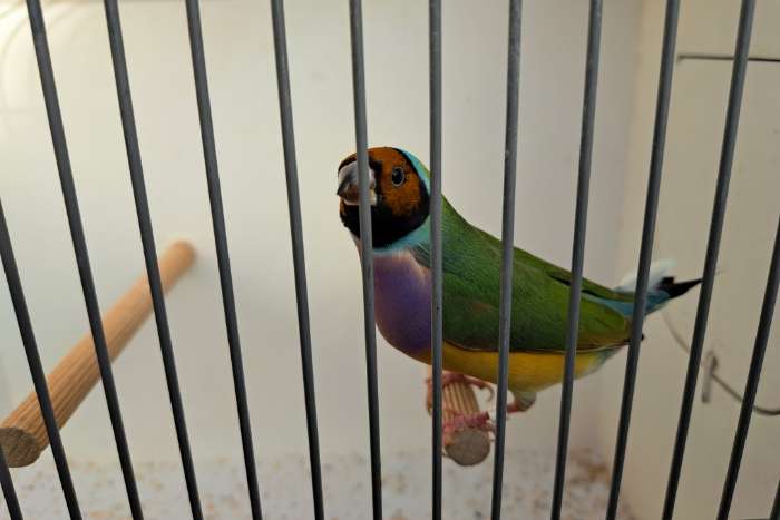 2 gouldamadine poppen 2025 en 2022