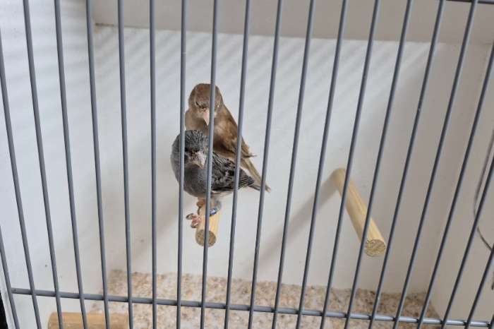 irish fancy 2 mannen