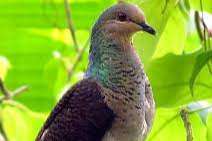 maleise koekoeksduif