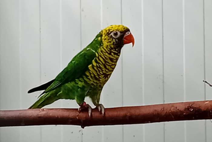 gezocht geelgroene lori