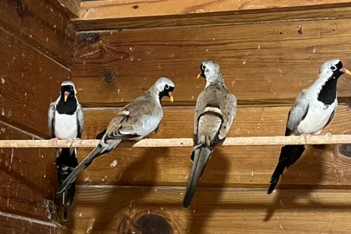 3-3 zwartmaskerduifjes