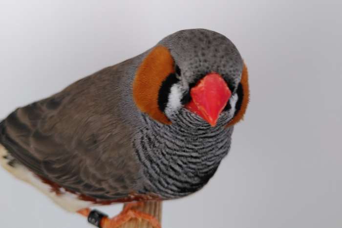 aangeboden:  grijze zebravink man