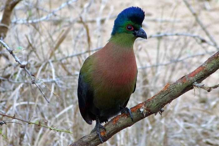 1-0 purperkuif toerako