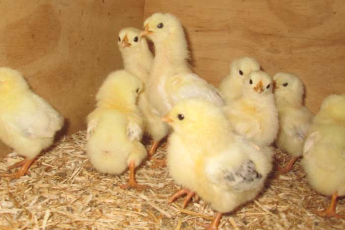 wyandottekriel kuikens