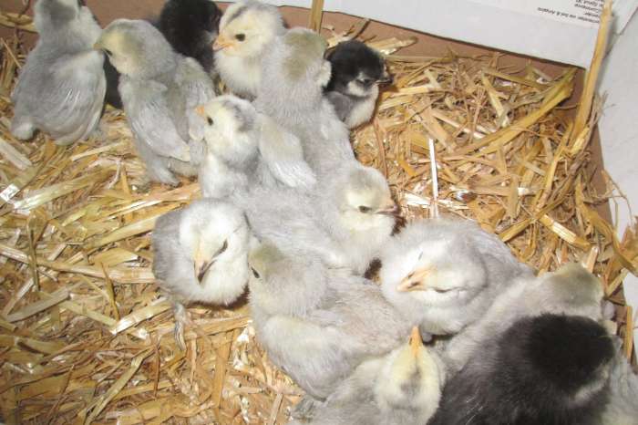 ukkelse baardkriel kuikens