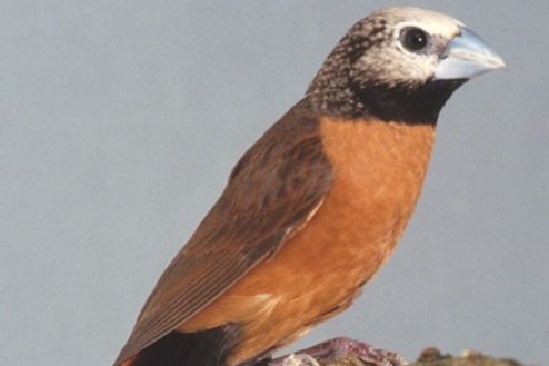 lonchura’s / nonnen