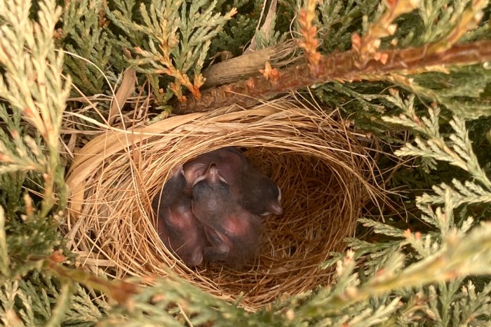 zilveroornachtegaal pop 2025