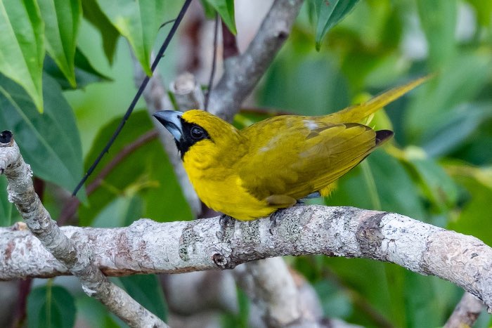 geelgroene kardinaal