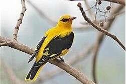 0.1 oriolus kundoo gezocht. indian oriolus gezocht.