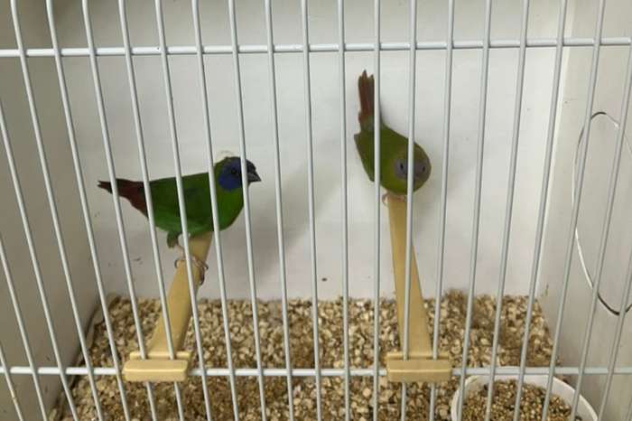 driekleurpapegaaiamadine