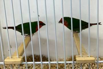 roodkoppapegaaiamadine