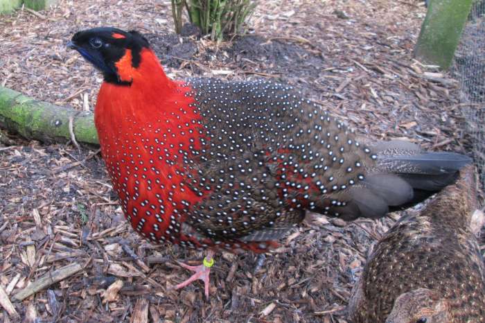 satyr tragopaan haan op kleur