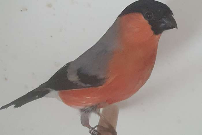 europese goudvink man