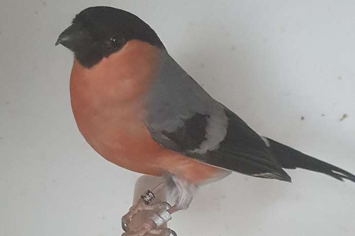 europese goudvink man