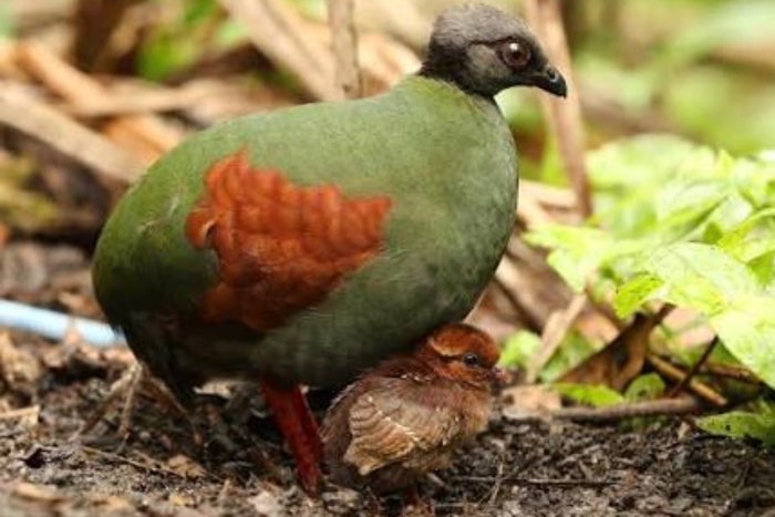 zoek roul roul hen  op kleur