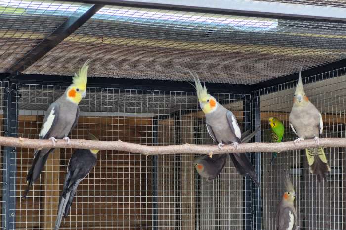 wildkleur valkparkieten