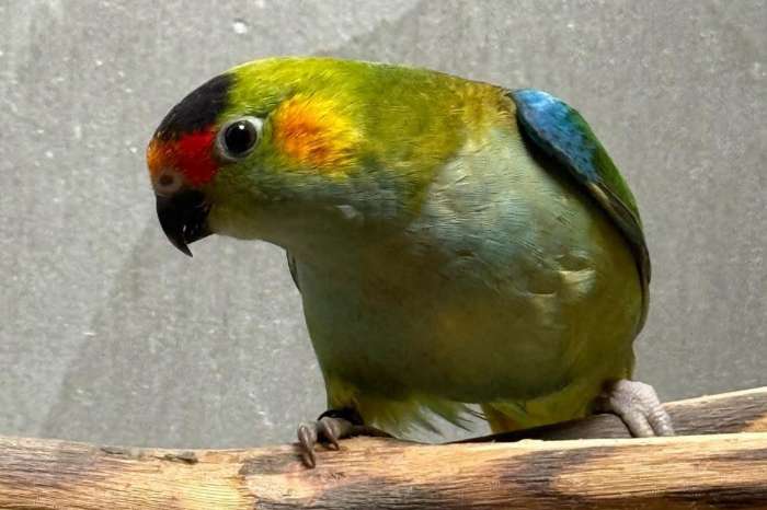 purperkroontje ( man )