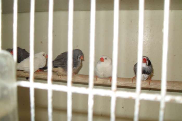 ong 40 zebra vinkjes