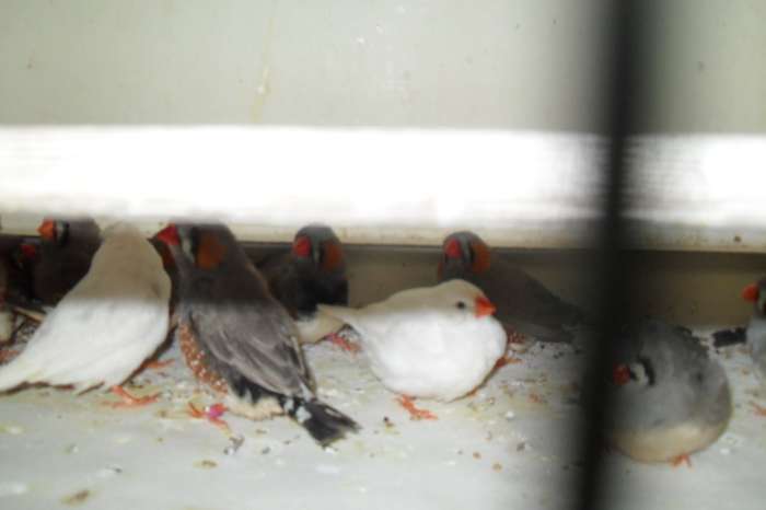 ong 40 zebra vinkjes