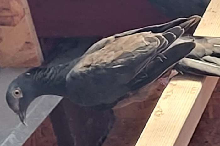 patagioenas leucocephala