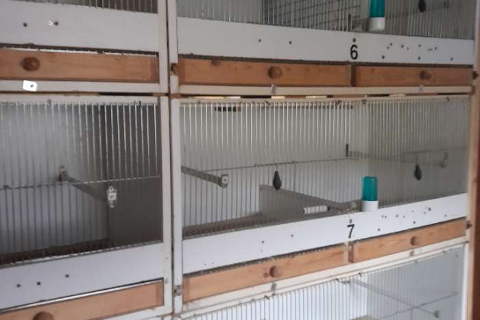 kweekkooien voor agaponiden