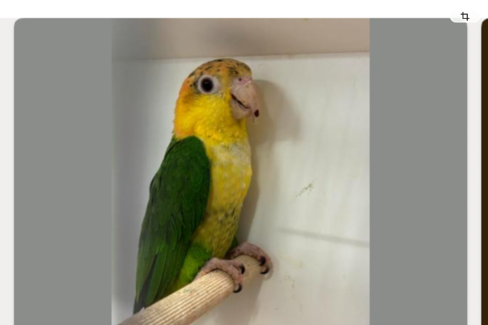 groendij caique pop 2025