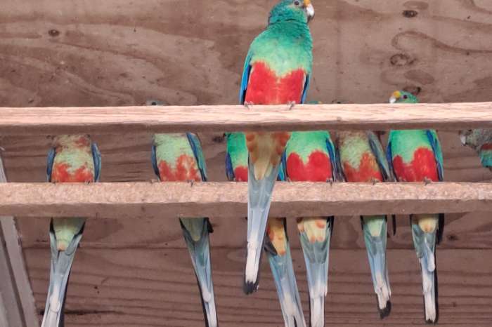 veelkleuren parkieten