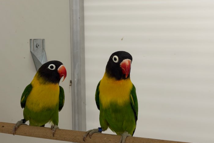 2-2 wildkleur personata