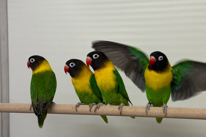 2-2 wildkleur personata