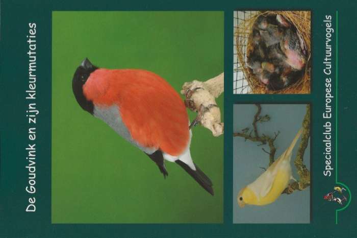 de goudvink en zijn kleurmutaties