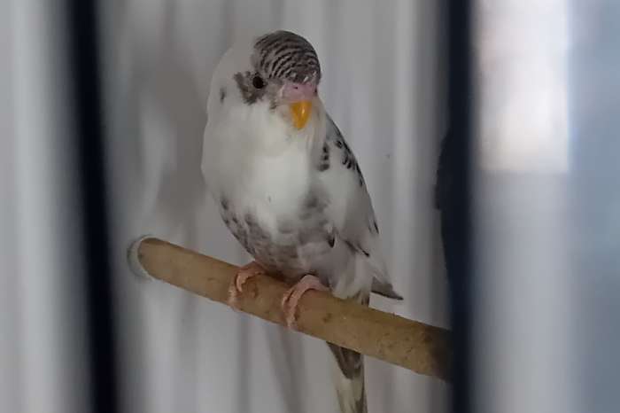 bonte blackface grasparkiet